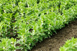 Growing broad or fava beans Growing broad or fava beans