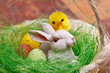 Easter Bunny