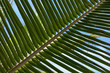 Palm Tree leaves