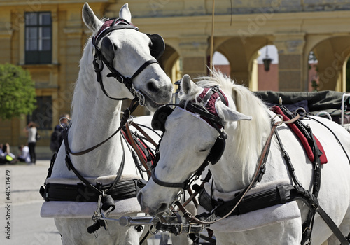 Foto: Wien, Neue Hofburg, Pferdekutsche Wien, Neue Hofburg, Pferdekutsche