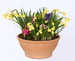 Blumenschale