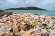 Drying conch shells