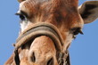 Giraffe 2