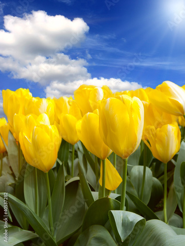 Photo: Field of yellow tulips Field of yellow tulips