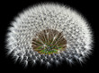 Dandelion Seeds on Black, 3d Generated Arrangement