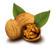 Walnuts and a cracked walnut  Vector illustration