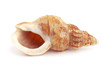 Cockleshell
