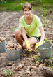 Woman  harvesting potatoes