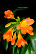 A flowers houseplants, latin name Clivia miniata. A flowers houseplants, latin name Clivia miniata.