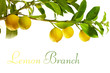 Foto: branch with fresh ripe lemon fruits, isolated branch with fresh ripe lemon fruits, isolated