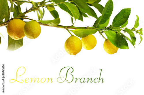 Photo: branch with fresh ripe lemon fruits, isolated branch with fresh ripe lemon fruits, isolated