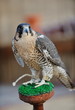 arab falcon bird