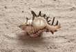 Seashell