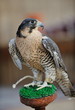 arab falcon bird arab falcon bird