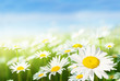 field of daisy flowers