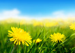 Field of spring flowers Field of spring flowers