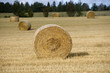 Farm Field