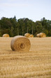 Farm Field