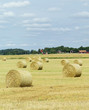 Farm Field