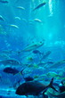 aquarium with fishes and reef