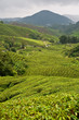 Cameron Highlands tea II