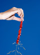 Wild Strawberries