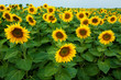 Sunflower field Sunflower field