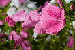 Pink Lavatera flower Pink Lavatera flower