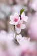 Blooming tree in spring with pink flowers