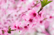Blooming tree in spring with pink flowers
