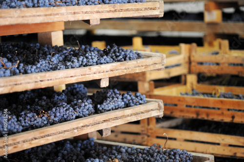 Photo: Appassimento uva per amarone Appassimento uva per amarone
