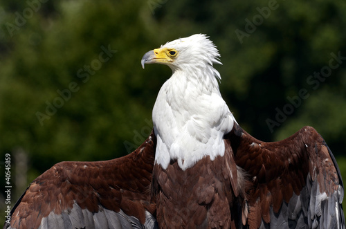 Foto: Closeup African fish eagle (Haliaeetus vocifer) and open wings Closeup African fish eagle (Haliaeetus vocifer) and open wings
