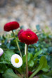 Tausendschönchen Bellis perennis