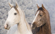 Stallions