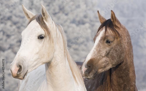 Photo: Stallions Stallions