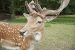 deer in wild deer in wild
