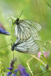 A mating pair of black-veined white butterflies (Aporia crataegi
