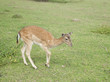 fallow deer in Black Forest, Germany fallow deer in Black Forest, Germany