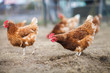 Closeup Of A Hen In A Farmyard...