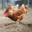 Closeup of a hen in a farmyard (Gallus gallus domesticus)