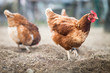 Closeup of a hen in a farmyard (Gallus gallus domesticus) Closeup of a hen in a farmyard (Gallus gallus domesticus)