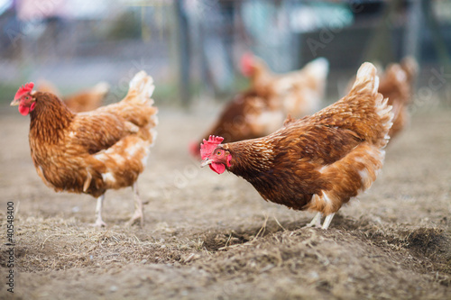 Photo: Closeup of a hen in a farmyard (Gallus gallus domesticus) Closeup of a hen in a farmyard (Gallus gallus domesticus)