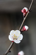 Apricot blossoms