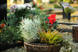 Friedhof 31