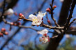 Spring is coming