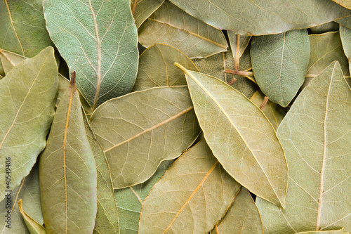 Photo: Bay Leaves background. Bay Leaves background.