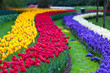 Bright flowerbed in Keukenhof