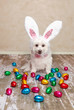 Easter bunny dog looking at chocolate eggs Easter bunny dog looking at chocolate eggs