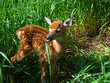 Single deer Fawn