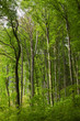 Foto: waldlichtung waldlichtung